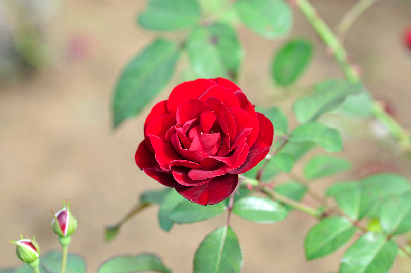 image0365