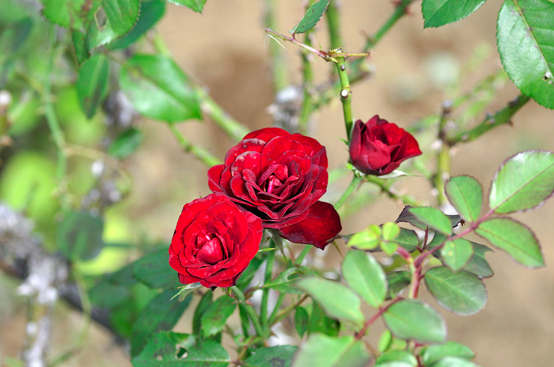 image0366