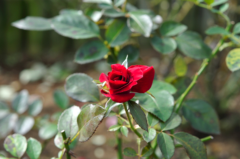 image0382