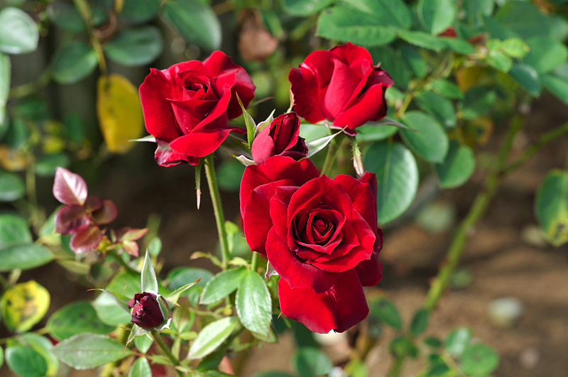image0384