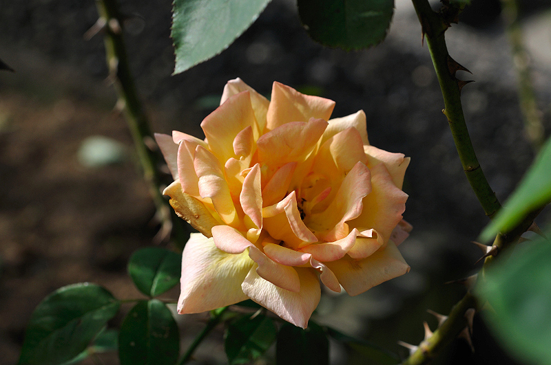 image0387