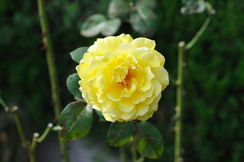 image0388