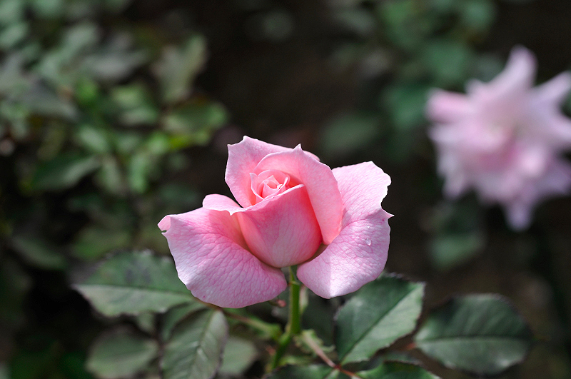 image0391