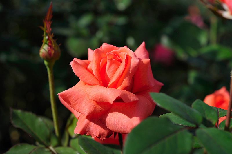 image0399