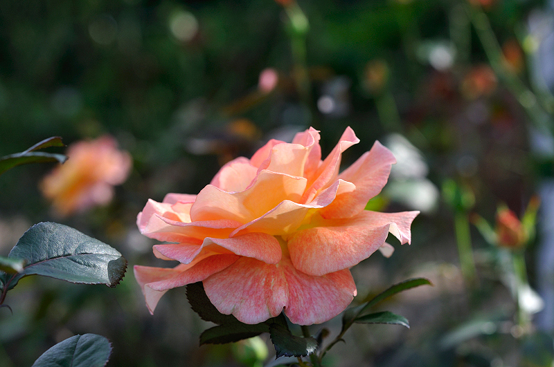 image0401