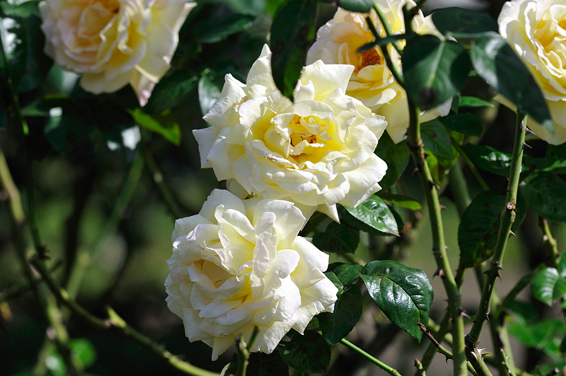 image0411