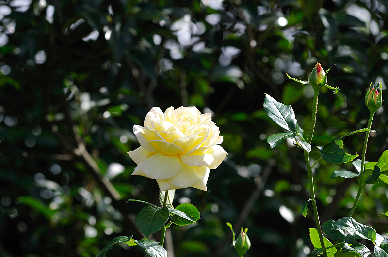 image0413