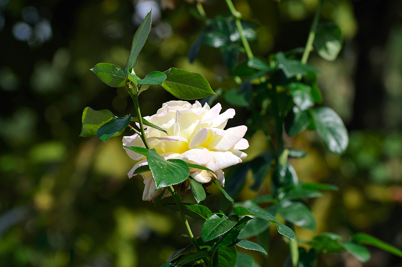 image0415
