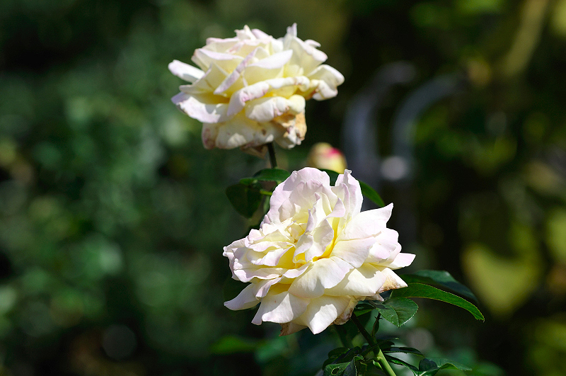 image0416