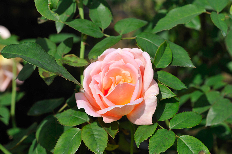 image0426
