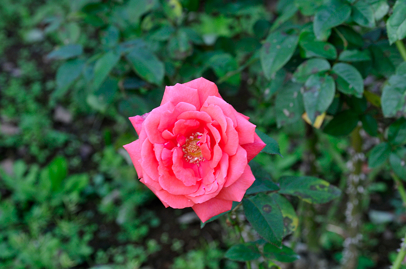image0438
