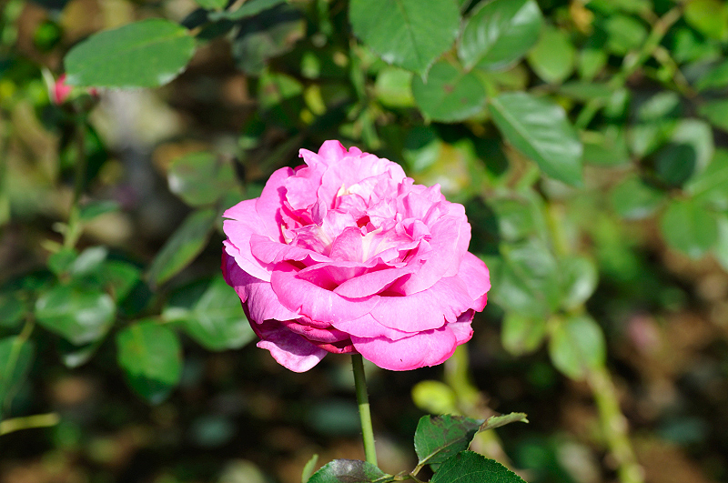 image0448