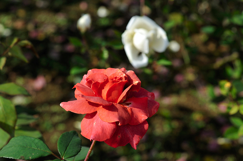image0450