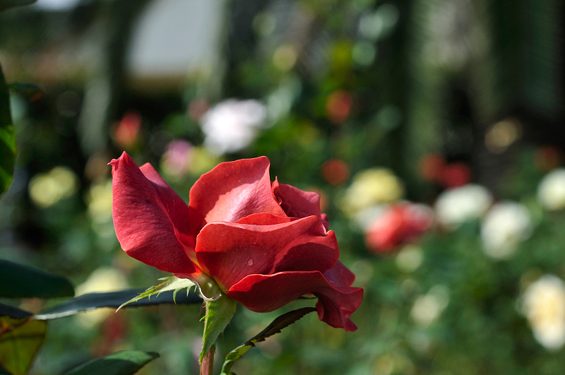 image0452