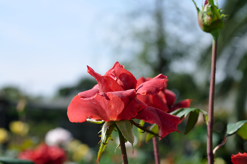 image0453