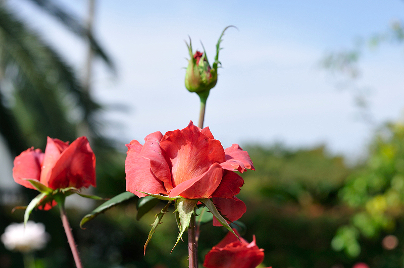 image0454