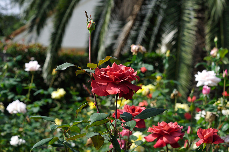 image0455