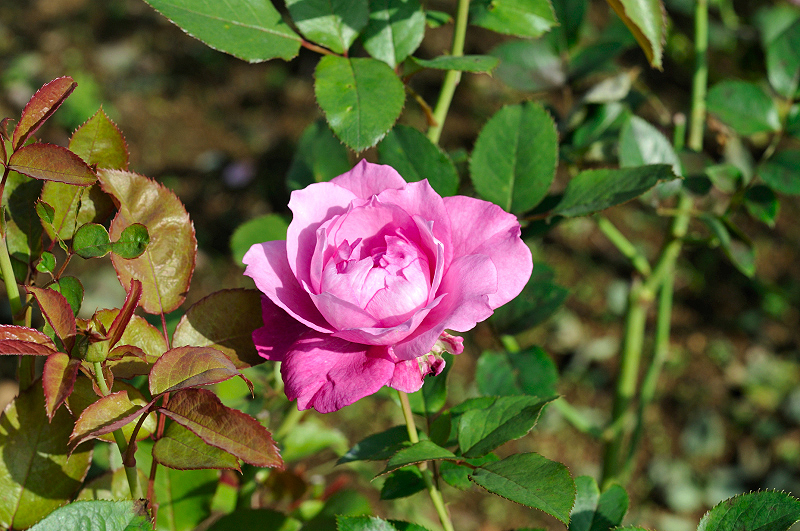 image0458