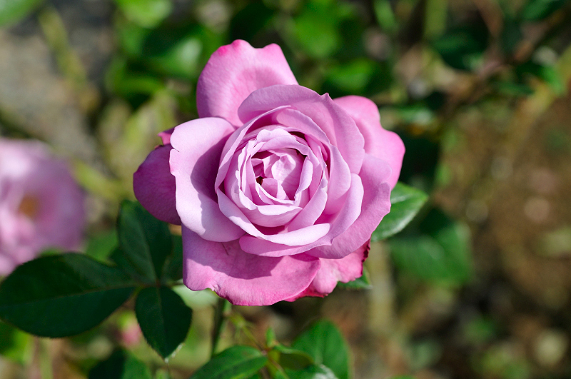 image0459