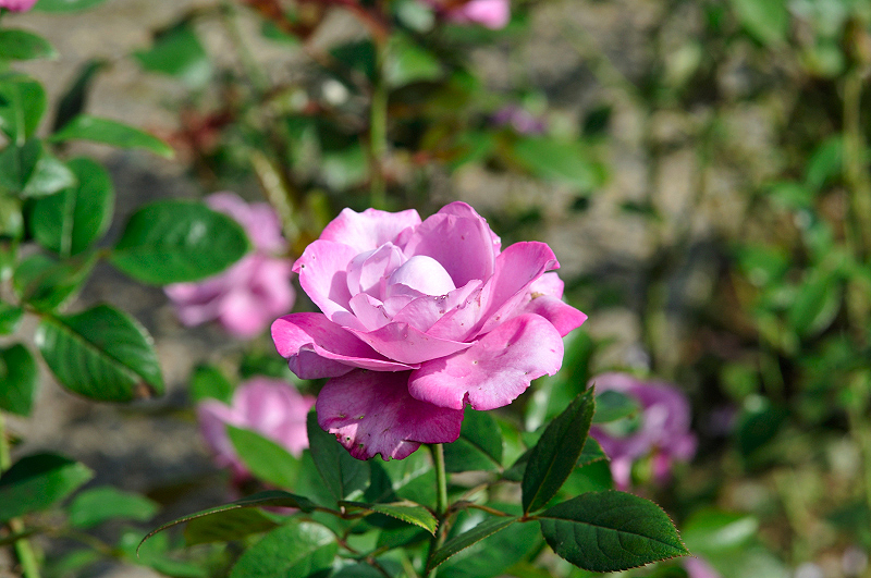 image0460