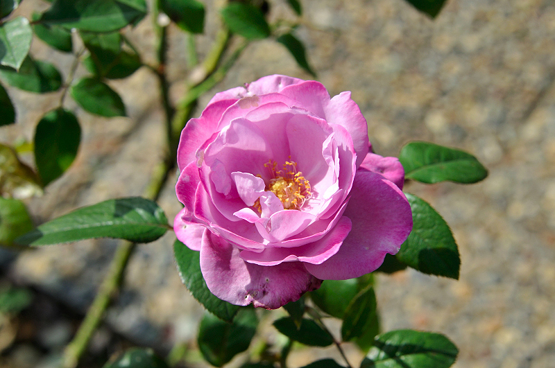 image0461