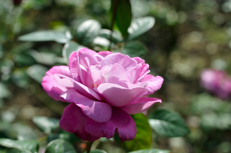 image0462
