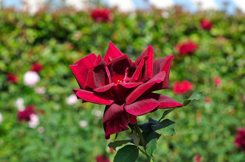 image0464