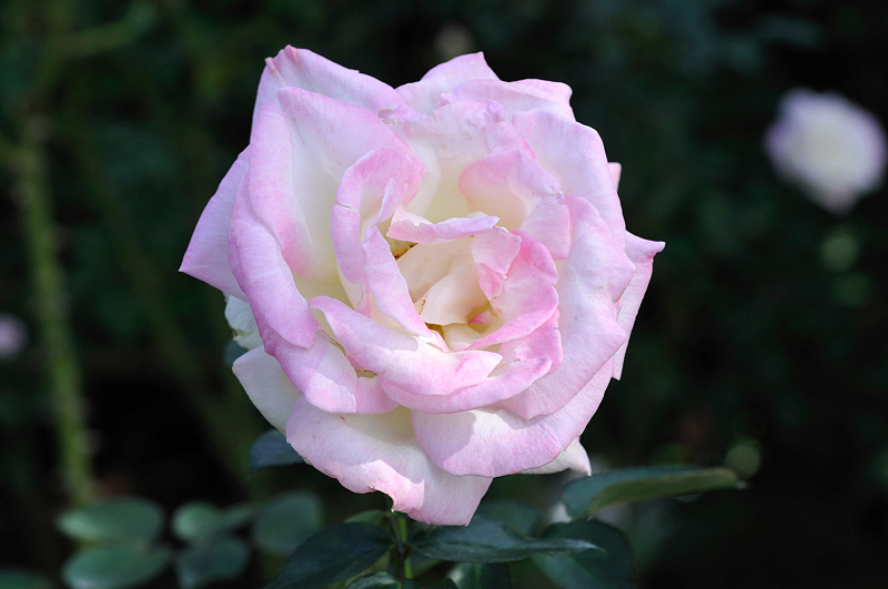 image0474