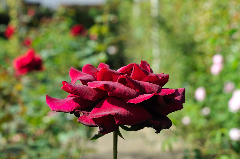 image0476