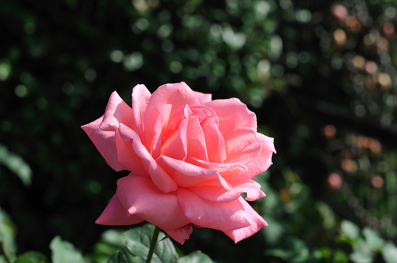 image0479