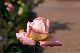 image0228