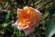 image0229