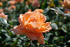 image0236