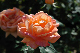 image0238