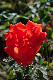 image0239