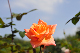 image0241