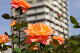 image0242