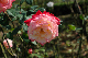 image0243