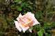 image0245