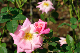 image0246