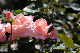 image0247
