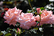 image0248