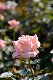 image0249