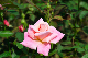 image0250