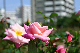 image0251