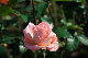 image0252
