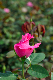 image0253