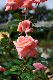 image0256