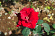 image0258