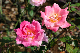 image0259